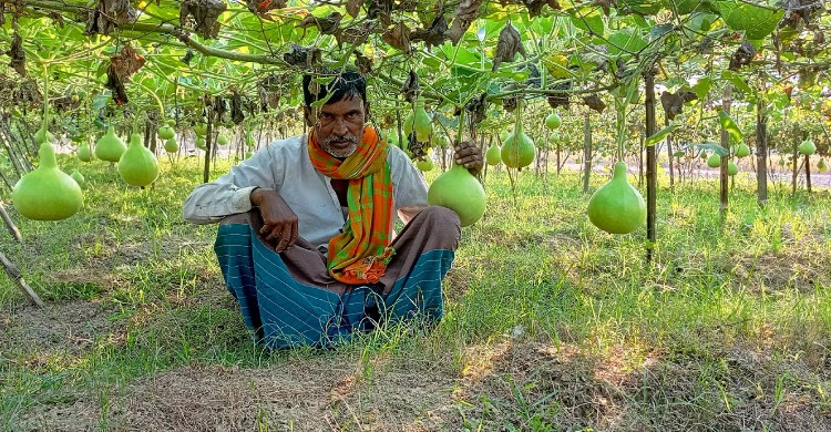 মাত্র ১৫ কাঠা জমিতে ‘হাজারী’ লাউ চাষে প্